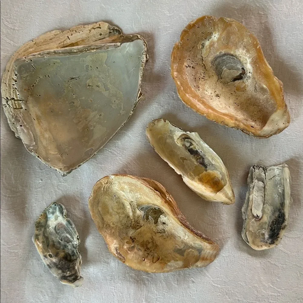 Sea Shells From Bahamas Florida Small Interesting - Picture 2 of 10